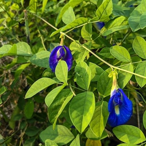 Butterfly Pea Flower or Powder | Tea | Clitoria Ternatea | Dried Herbs | Herbal Infusion by The Tree Of Love Gardens image 15