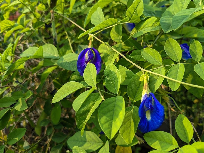 Butterfly Pea Flower or Powder | Tea | Clitoria Ternatea | Dried Herbs | Herbal Infusion by The Tree Of Love Gardens image 15