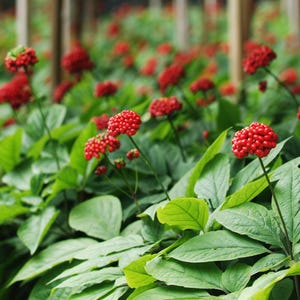 Red Panax Ginseng Root | 6+ years old | Dried Herbs | Herb Tea | Herbal Infusion by The Tree Of Love Gardens image 9