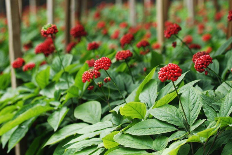 Red Panax Ginseng Root | 6+ years old | Dried Herbs | Herb Tea | Herbal Infusion by The Tree Of Love Gardens image 9