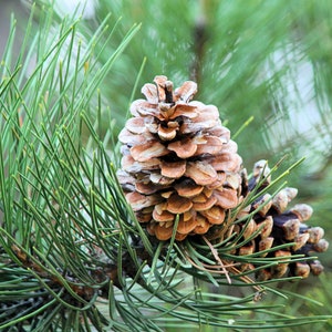 Organic Pine Needle Tea Fresh Pine Needles For Tea Dried Pine Needles Tea Pine Needle Tea Pine Needles Organic Pine Tea image 8