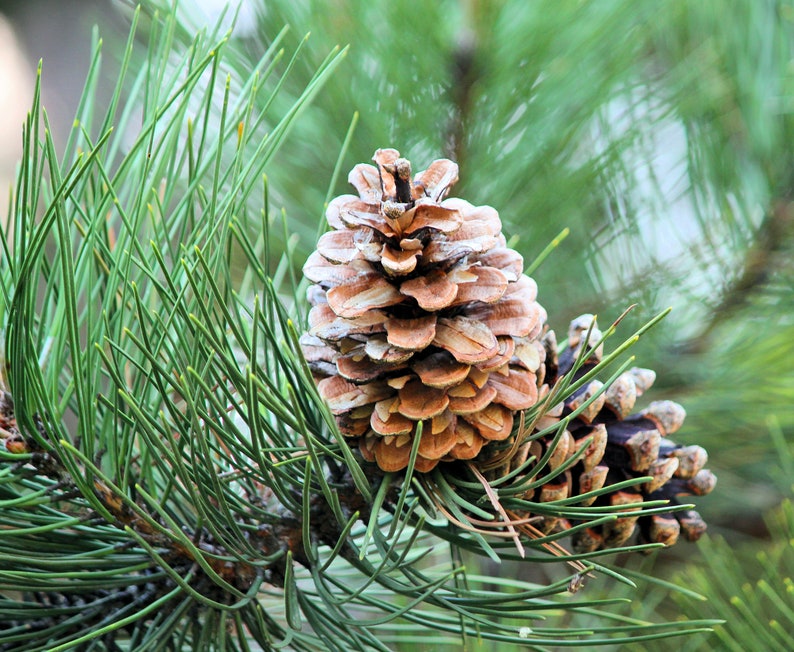 Organic Pine Needle Tea Fresh Pine Needles For Tea Dried Pine Needles Tea Pine Needle Tea Pine Needles Organic Pine Tea image 8