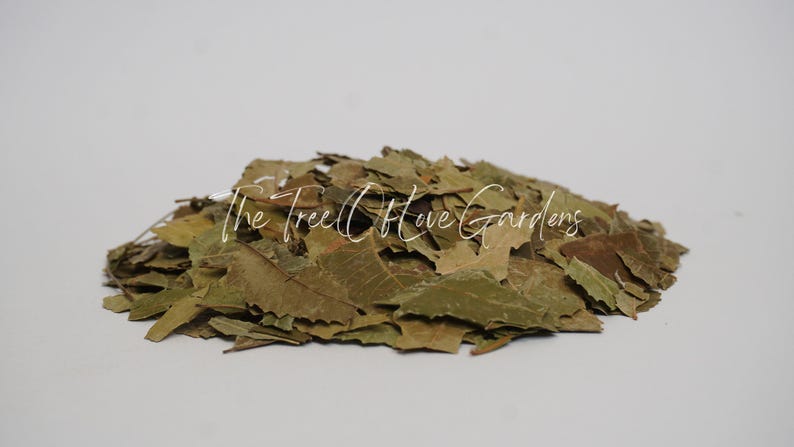 Neem Leaf | Cuts or Powder | Azadirachtae Idica | Dried Herbs | Tea | Herbal Infusion by The Tree Of Love Gardens image 3