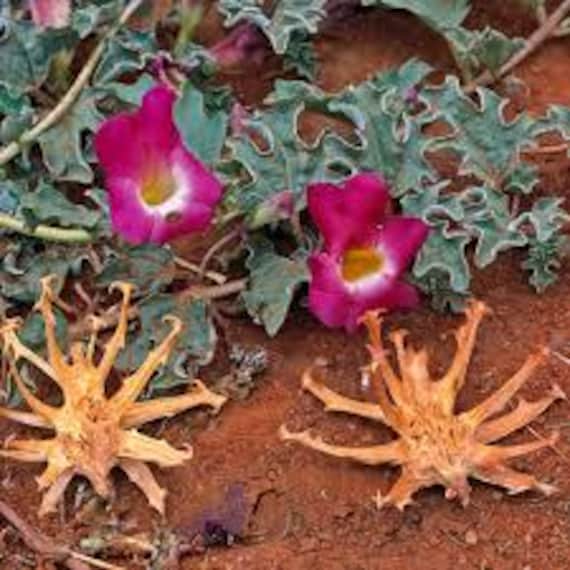 Devil's Claw Root | Harpagophytum Procumbens | Dried Herbs