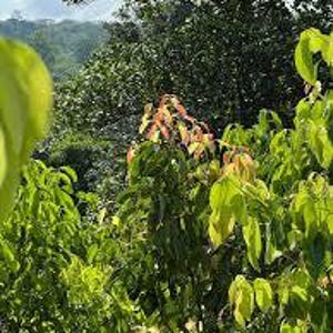 Ceylon-kaneelpoeder | Cinnamomum zeylanicum | Gedroogde kruiden | Kruidenthee | | Kruideninfusie van The Tree Of Love Gardens afbeelding 12