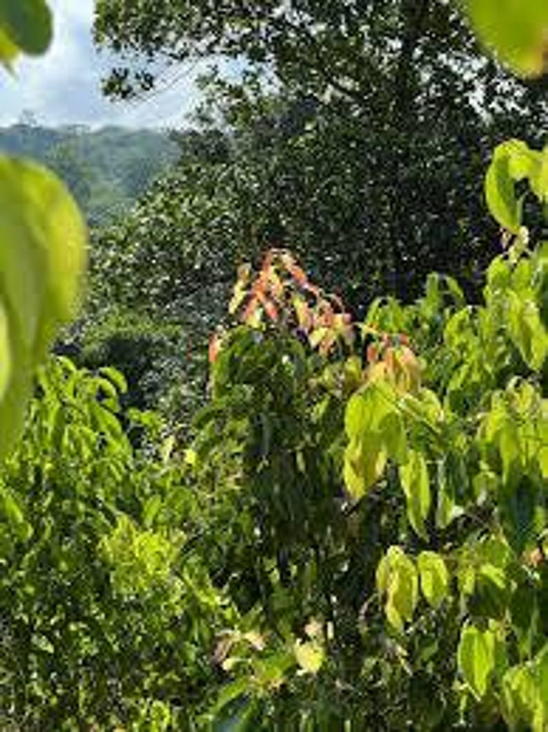 Ceylon-kaneelpoeder | Cinnamomum zeylanicum | Gedroogde kruiden | Kruidenthee | | Kruideninfusie van The Tree Of Love Gardens afbeelding 12