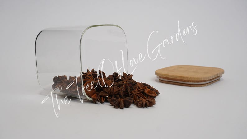 Sternanis | Anis Sterne | Illicium verum | Pflanzliche Produkte | Botanische | Getrocknete Kräuter | Kräutertee | Pflanzliche Produkte | Großer Kraut Bild 3