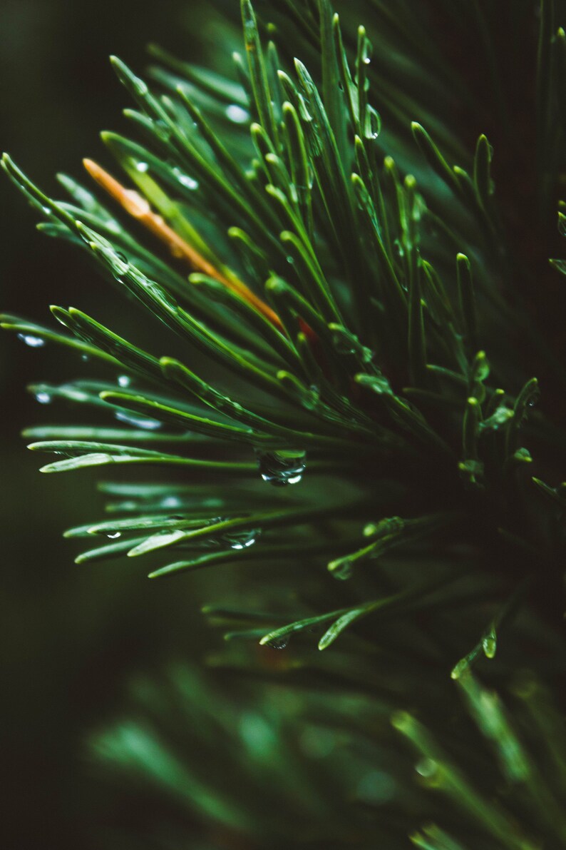 Organic Pine Needle Tea Fresh Pine Needles For Tea Dried Pine Needles Tea Pine Needle Tea Pine Needles Organic Pine Tea image 9