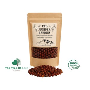 Bayas de enebro espinoso / Bayas de enebro / Bayas de enebro rojas / Juniperus oxycedrus, árbol de enebro, recogido a mano, / Remedio herbal