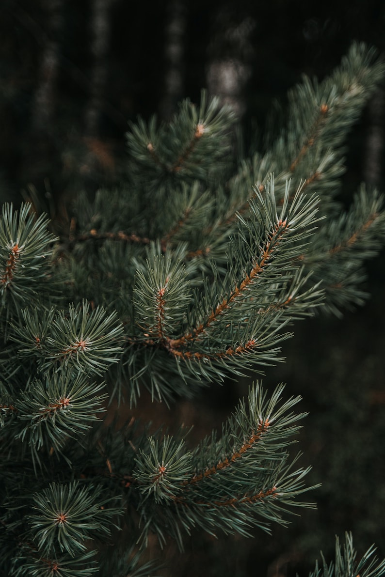 Organic Pine Needle Tea Fresh Pine Needles For Tea Dried Pine Needles Tea Pine Needle Tea Pine Needles Organic Pine Tea image 10