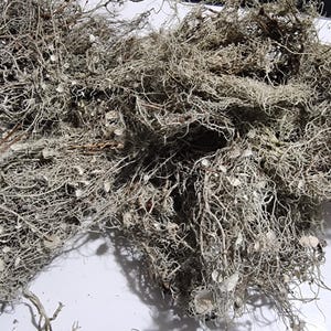 May include: A dense cluster of dried, light gray lichen featuring a complex, branching structure with thin, tangled filaments and small, flat, circular discs scattered throughout the fibrous, moss-like organic material.