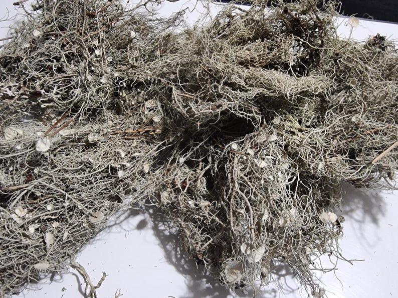 May include: A dense cluster of dried, light gray lichen featuring a complex, branching structure with thin, tangled filaments and small, flat, circular discs scattered throughout the fibrous, moss-like organic material.