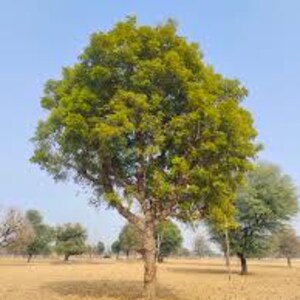 Neem Leaf | Cuts or Powder | Azadirachtae Idica | Dried Herbs | Tea | Herbal Infusion by The Tree Of Love Gardens image 9