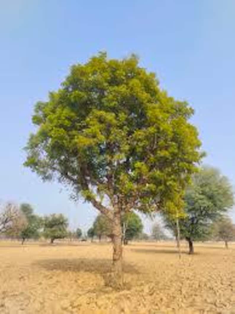 Neem Leaf | Cuts or Powder | Azadirachtae Idica | Dried Herbs | Tea | Herbal Infusion by The Tree Of Love Gardens image 9