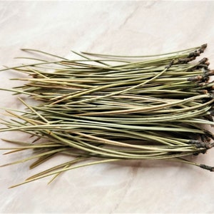 Organic Pine Needle Tea Fresh Pine Needles For Tea Dried Pine Needles Tea Pine Needle Tea Pine Needles Organic Pine Tea image 7