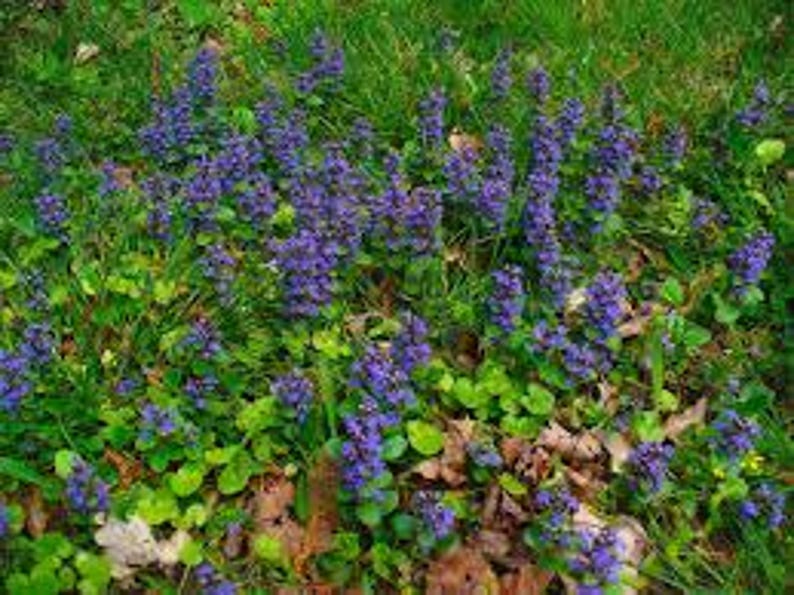 Bugleweed Tea Bugleweed Tea | AJUGA Reptans | Dried Herbs | Herbal Products | Bulk ...
