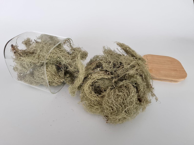 Usnea Lichen | Usnea barbata | Whole | Wild Crafted Old Man's Beard | Infusion | Herbal Tea by The Tree Of Love Gardens image 3