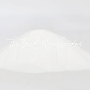 Pó de Inulina de Chicória | Pó de Inulina | Inulina, Açúcar Natural da Chicória | Ervas Secas | Chá de Ervas | Produtos à Base de Ervas | Ervas a Granel imagem 6