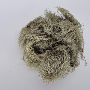 Usnea Lichen | Usnea barbata | Whole | Wild Crafted Old Man's Beard | Infusion | Herbal Tea by The Tree Of Love Gardens image 4