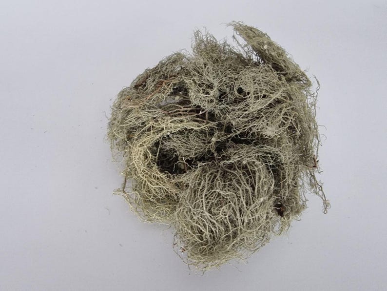 Usnea Lichen | Usnea barbata | Whole | Wild Crafted Old Man's Beard | Infusion | Herbal Tea by The Tree Of Love Gardens image 4