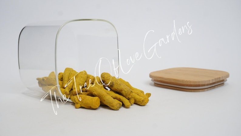 Turmeric Root | Whole | Curcuma Longa | Dried Herbs | Herbal Tea | Herbal Products | Bulk Herb | Herbal Infusion image 3