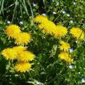 Dandelion Root | Tea | Taraxacum officinale | Natura | Herbal Infusion by The Tree Of Love Gardens image 11