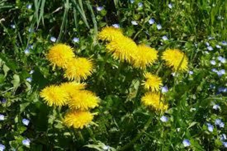 Dandelion Root | Tea | Taraxacum officinale | Natura | Herbal Infusion by The Tree Of Love Gardens image 11