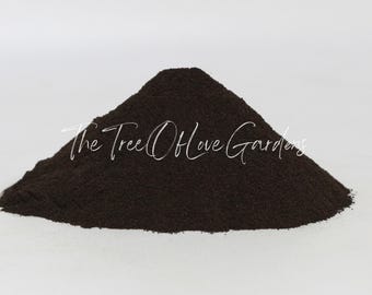 NOCE NERO D'AMERICA – Juglans Nigra - Foto 12