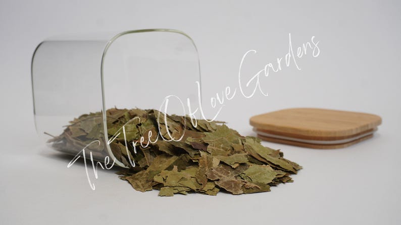 Neem Leaf | Cuts or Powder | Azadirachtae Idica | Dried Herbs | Tea | Herbal Infusion by The Tree Of Love Gardens image 2