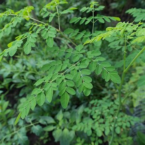 Moringa Leaf Powder or Cuts | Dried Herbs | Bulk Herb | Herbal Tea by The Tree Of Love Gardens image 15