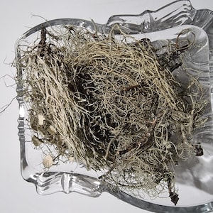 May include: A clear glass dish with a square shape and scalloped edges containing a dense cluster of dried, light beige, fibrous plant matter. The organic material consists of thin, tangled, hair-like strands and small woody stems.