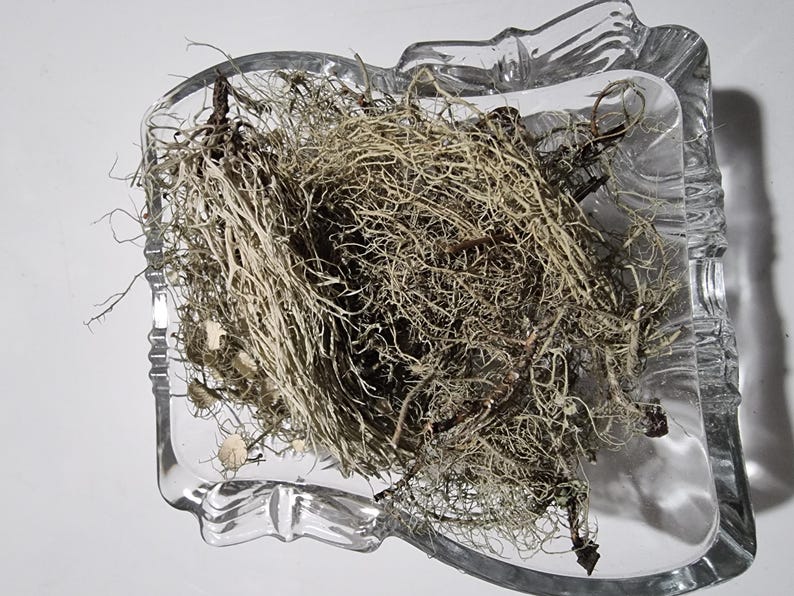 May include: A clear glass dish with a square shape and scalloped edges containing a dense cluster of dried, light beige, fibrous plant matter. The organic material consists of thin, tangled, hair-like strands and small woody stems.