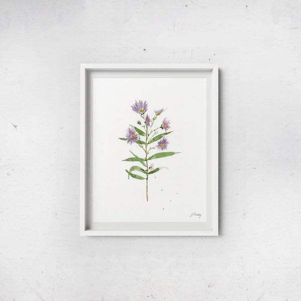 Purple Aster Watercolor Print - Multiple Size Options - Native Plants Wall Art