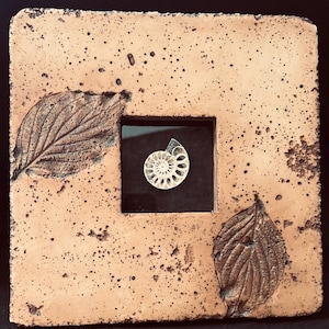 Framed Ammonite Fossil Specimen