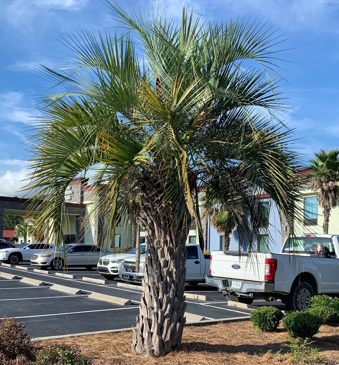 25 Pindo Palm Butia odorata Cold Hardy Palm Tree Seeds Etsy