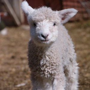 Cotswold Lamb, Snow |Photo From our Farm | Farm Animal Photo | Wall Art