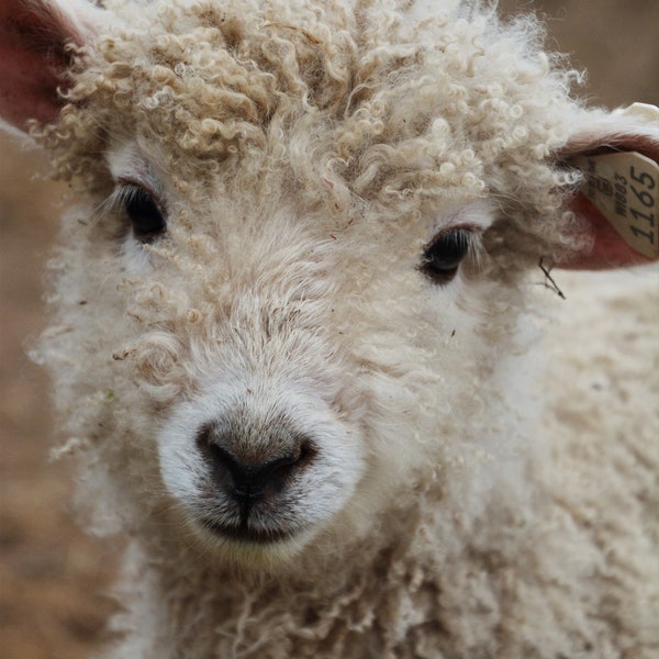 Cotswold Lamb Photograph from our Farm, Farm animal Photos, Wall Art
