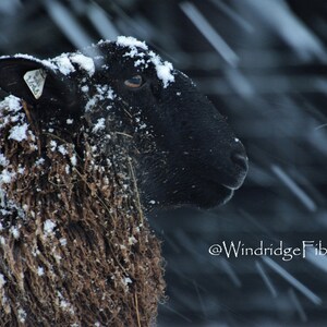 Brown Sheep Photograph from our Farm, Farm animal Photos, Wall Art