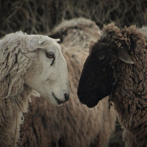 Friends sheep photograph from our farm, Sheep Photography, Wall Hanging, Photo Art