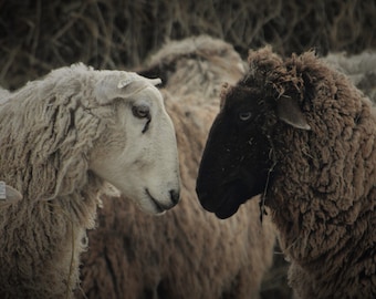 Friends sheep photograph from our farm, Sheep Photography, Wall Hanging, Photo Art