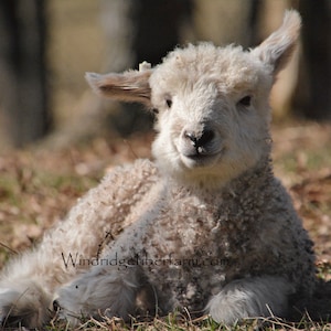 Cotswold Lamb Photo From our Farm, Farm Animal Photo, Wall Art