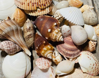 Seashells for crafts -  Florida Gulf SHELLS  approx. 1 pound mixed lot, shells for crafting or display shells ,beach decor, various shells