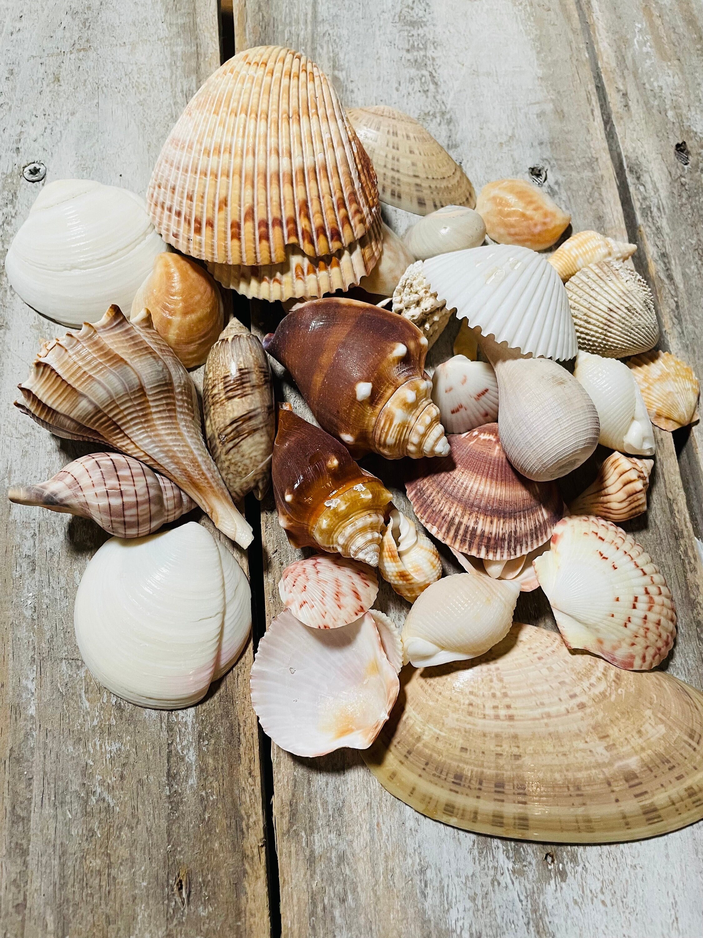 その他 ShellLamp Baby mix LTD t.beachcraft il_fullxfull.5715675323_ru0l.jpg