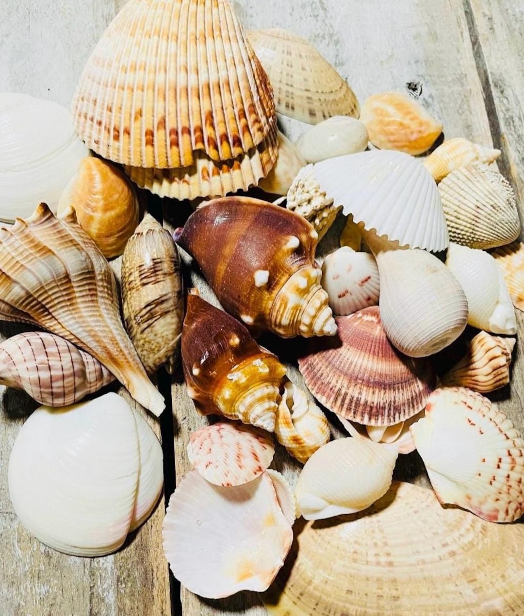 10 Gorgeous Seashell Crafts That Usher In Coastal Charm - Foto 4