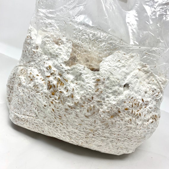 Mushroom Grain Spawn gen 2 5 Lb Etsy
