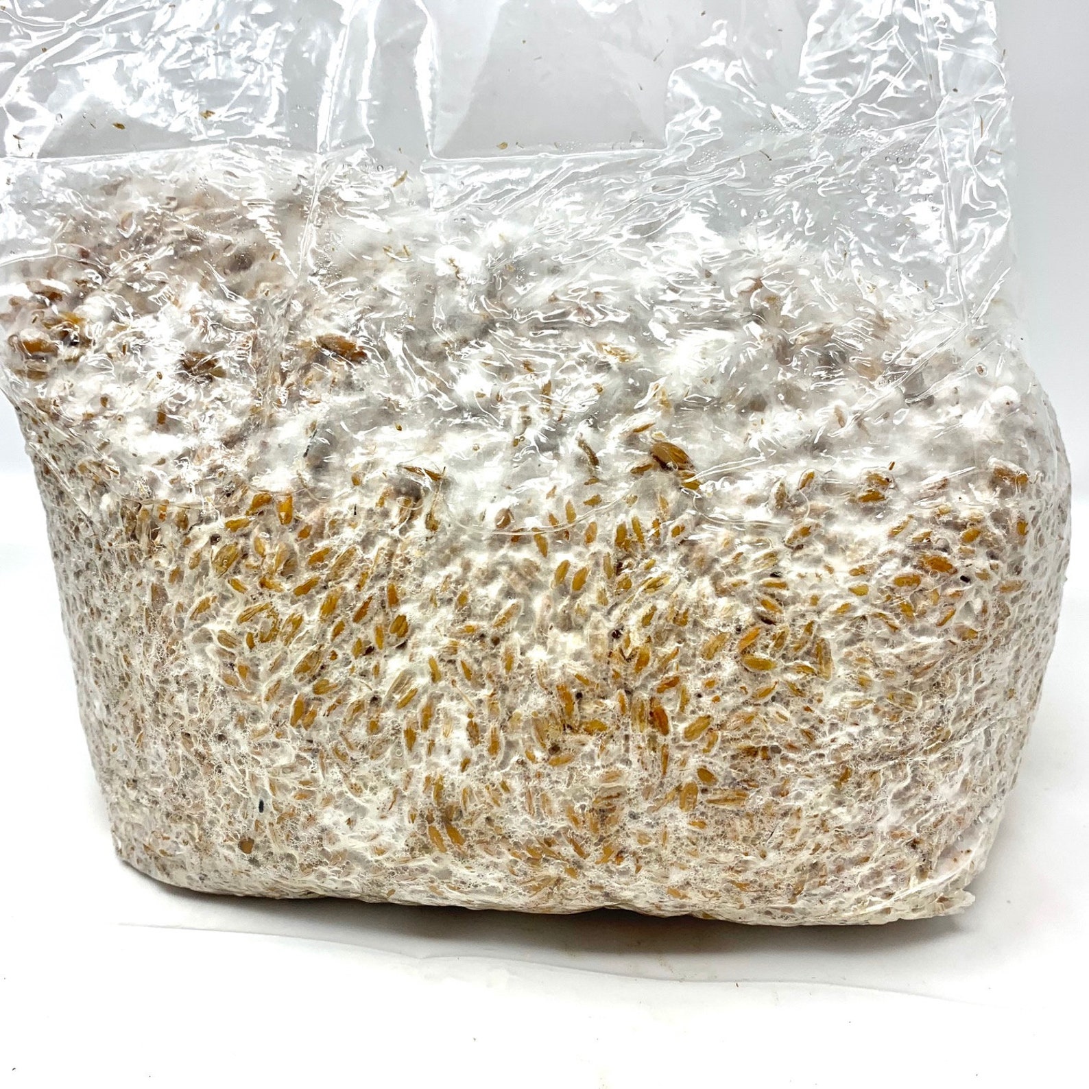 Mushroom Grain Spawn gen 2 5 Lb Etsy