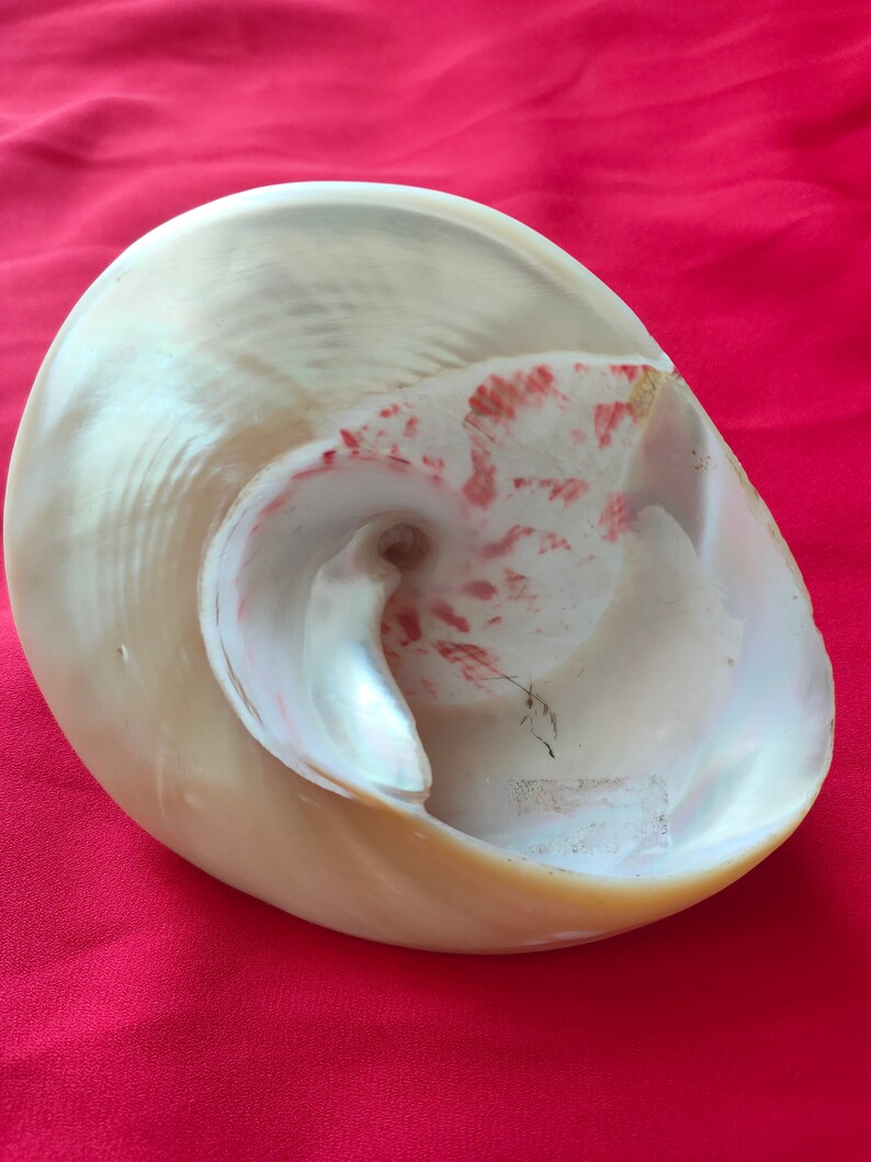 Rare Pearl / Conch / Shell 56 inches Original Moti Shankh Etsy