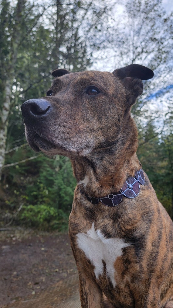 Round Shield Dog Collar Etsy Ireland