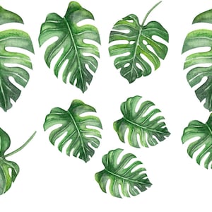 May include: Watercolour illustration of green monstera leaves, a tropical plant with large, heart-shaped leaves.