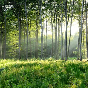 Nature Wallpaper Mural, Green Forest Landscape (Large, Removable)